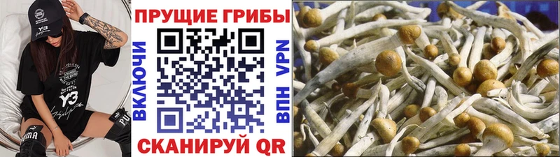 Галлюциногенные грибы мицелий Лакинск